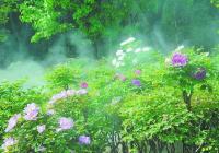 人间四月天 牡丹花盛开香邀游客来