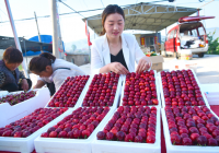 山东省枣庄市：11万亩樱桃进入收获季节
