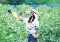 江苏省溧阳市白露山生态园：小蓝莓托起大产业