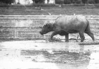 富阳区渔山乡：稻米“金名片”推动乡村振兴