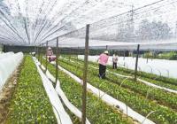 果实累累的油茶树 让他有了“欢喜的烦恼”然后“送贷上门”