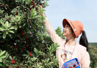 含山县环峰镇:“黑炭杨梅”红满枝