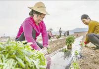 山西大同广灵县:改变种植模式  实现农民增收 山西大同广灵县:改变种植模式  实现农民增收
