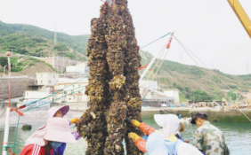 个大、鲜嫩、肉肥等 舟山嵊泗贻贝产业向质量提升型转变
