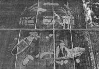 夏日“采莼” 为田野增添一道亮丽的风景