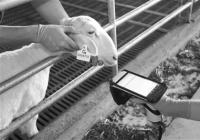 湖羊全产业链数字养殖 实现核心群选育测定