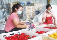 河北尚义：推进温室大棚种植 助力乡村振兴