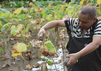 33米高建筑楼顶上 2万平方米“屋顶农场”上热搜