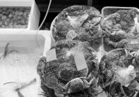 螃蟹价格降了三分之一甚至腰斩 赶紧吃起来 螃蟹价格降了三分之一甚至腰斩 赶紧吃起来