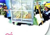 准备娶媳妇儿生娃了 北极熊“仔仔” 赴西安相亲