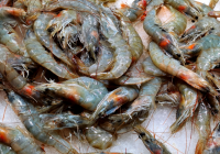 小龙虾清洗好可以放多久 冰箱可以保存1-2天左右