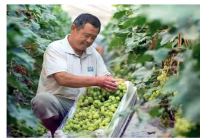 河北枣强:农业结构调整调出新天地 助力乡村振兴 河北枣强:农业结构调整调出新天地 助力乡村振兴