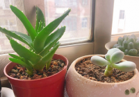 水培多肉有哪些注意事项？保持水质干净避免水变质