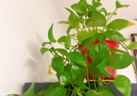 房间太闷怎么办 买个空气净化器