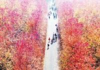 山东青岛：千亩枫林披换“红妆” 进入最佳赏叶期