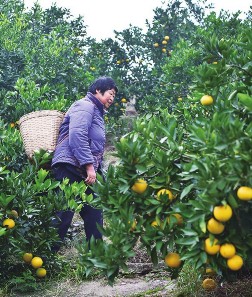 重庆永川：蚕桑、果桑、柑橘等 规模化农业促乡村振兴