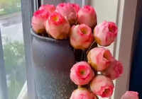 家里适合养什么植物镇宅又旺财 龙骨能带来好运