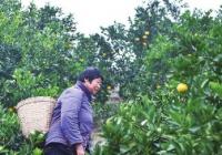 重庆永川：“龙头企业+合作社+农户” 促乡村振兴