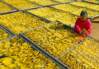 山东省枣庄市山亭区水泉镇：冬闲增收忙