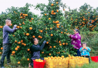 湖南省新宁县：百里崀橙 托起致富梦