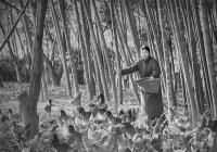 义乌工商版“李子柒” 带领百余名村民增收致富