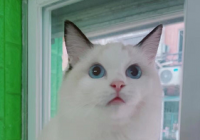 狸花猫为什么千万不能养 难以驯服经常离家出走等