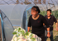 浙江省玉环市：蔬菜规模种植助农增收