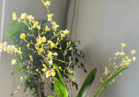 牛奶养殖花的好处有哪些？要稀释后使用