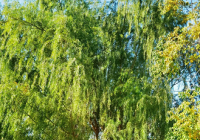 柳絮要飘多久 北方开始飘飞平均在4月10日