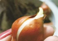 领到郁金香种球要怎么种植？种植管理方法来了