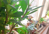 如何修复徒长的玉露 长得比较细长的切掉