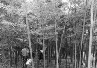 临安太湖源镇：一颗雷竹笋如何走出共富路？