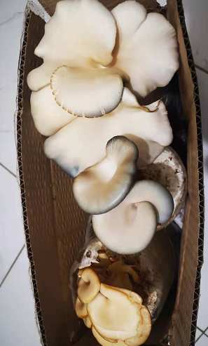 蘑菇有没有细胞壁 是一种真菌有细胞壁
