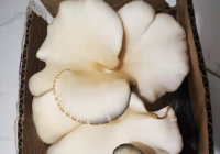 蘑菇有没有细胞壁 细胞壁分为3层