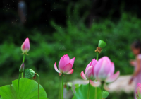 新鲜莲花怎么吃 制作成美味的蛋花汤
