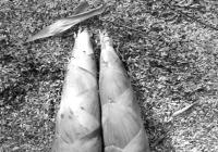 竹笋怎么储存保鲜 封藏法可贮藏保鲜20－30天