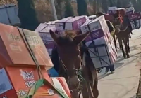 陕西用骡马队运防疫物资 回应：“为家乡尽绵薄之力 ”