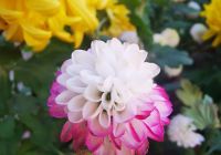 2022网名女生简单气质：窝在你怀里、北岛情书