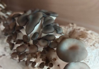 香菇怎么保存时间长 干燥后再进行储存