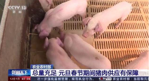 整体供大于求 1月中旬生猪价格环比下跌6.7%