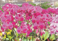 迎春花市别样红 这里的红色蝴蝶兰卖断货