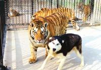 濮阳市清丰县“藏”着数十只猛虎 这个村里“虎”味浓