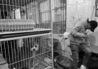 春节“床位”预订一空每天消费200元 宠物寄养赚爆了