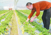 福田街道祖科塘村韩斌：逐梦田园里的“莓”好生活