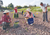国家统计局南充调查队：多渠道了解春耕生产情况