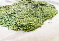 “明前茶贵如金”一斤超3000元 明前茶为啥“香”? “明前茶贵如金”一斤超3000元 明前茶为啥“香”?