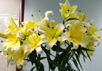 黄色百合花还叫什么名字？小蜜蜂、黄天霸、木门百合等