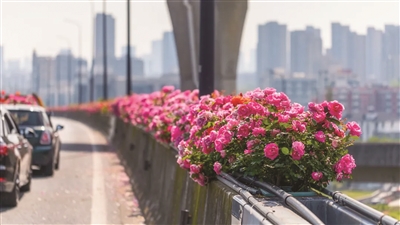 “空中花廊”要来了 “高架月季”如何一步一步成为杭城的“颜值担当”？