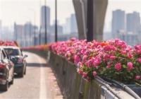 从艳丽的红到淡雅的黄 杭州人走花路上班的日子终于要来了