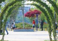 南阳市卧龙区:还绿于民、还景于城 小游园提升幸福感 南阳市卧龙区:还绿于民、还景于城 小游园提升幸福感